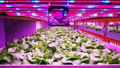 LED Lighting in Indoor Farming
