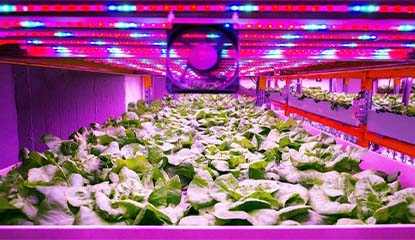 LEDs for Indoor Farming – Future of Agritech?