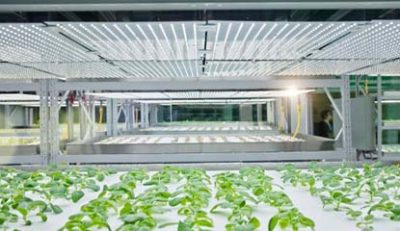 LED Lighting in Indoor and Vertical Farming