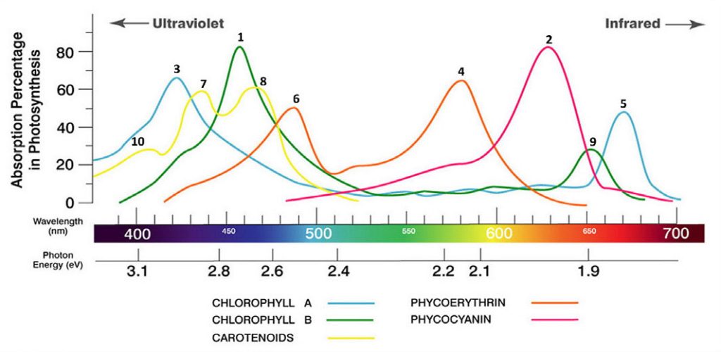 Figure 03 - The light spectrum to grow plants and vegetables